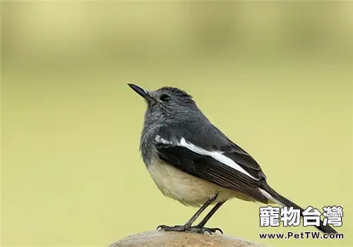 四喜鳥的餵食要點（1圖）-寵物台灣