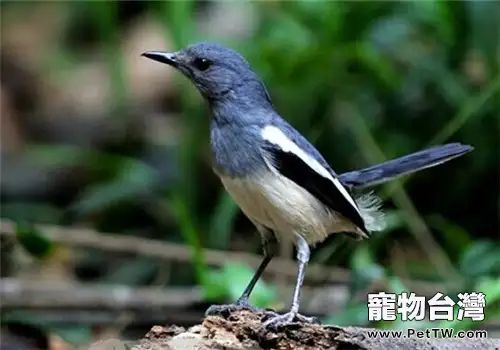 四喜鳥的飼養知識