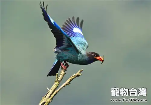 三寶鳥的品種簡介(1圖)-寵物台灣