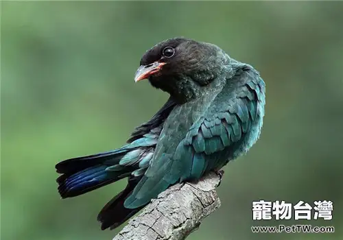 三寶鳥的形態特徵(1圖)-寵物台灣