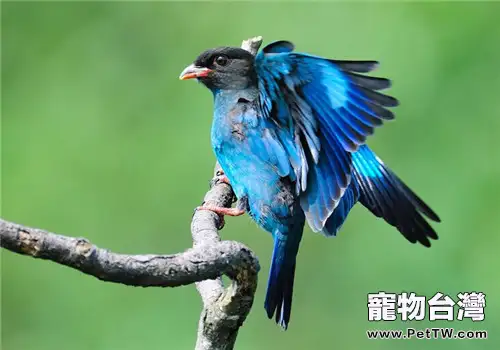 三寶鳥對生活環境的要求(1圖)-寵物台灣