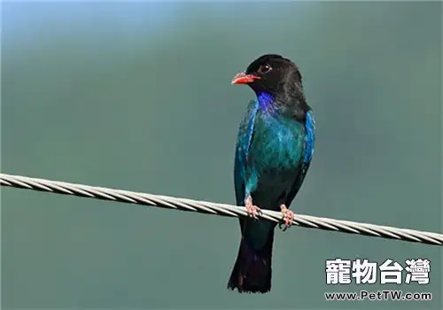 三寶鳥的飼養知識(1圖)-寵物台灣