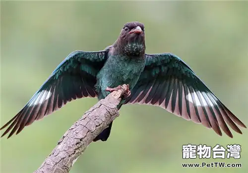 三寶鳥的餵食要點