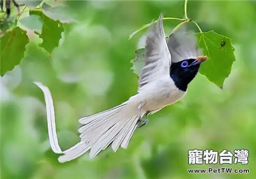 壽帶鳥的品種簡介(1圖)-寵物台灣