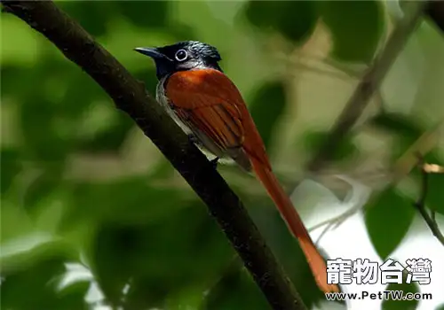 壽帶鳥的形態特徵(1圖)-寵物台灣