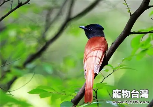 壽帶鳥對生活環境的要求(1圖)-寵物台灣