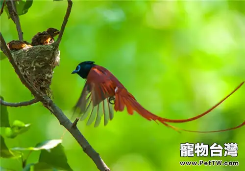 壽帶鳥的飼養知識