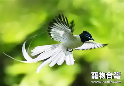 壽帶鳥的餵食要點(1圖)-寵物台灣