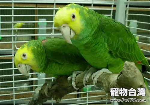 雙黃頭亞馬遜鸚鵡的品種簡介(1圖)-寵物台灣
