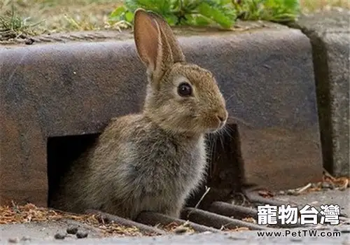 灰栗兔的品種簡介