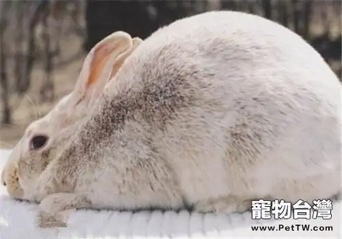 灰栗兔的生活環境佈置
