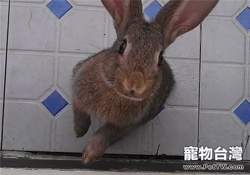 灰栗兔吃什麼比較好？