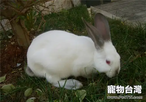 加利福尼亞兔的形態特徵(1圖)-寵物台灣
