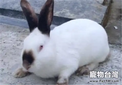 加利福尼亞兔的飼養要點