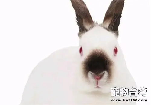 加利福尼亞兔的育肥要點(1圖)-寵物台灣