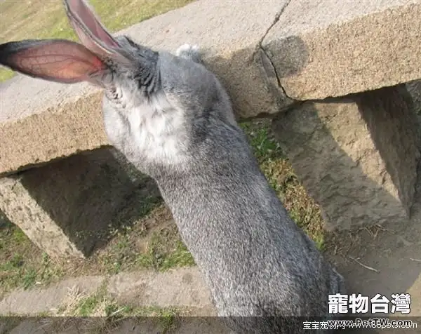 金吉拉兔的兔籠選擇