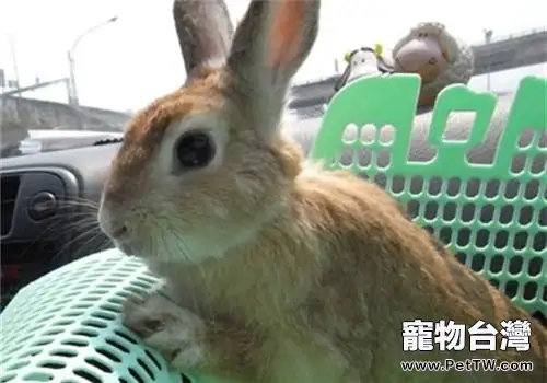 忌廉兔的品種簡介(1圖)-寵物台灣
