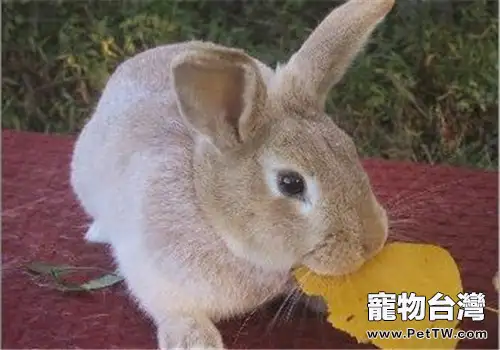 忌廉兔可以吃什麼？