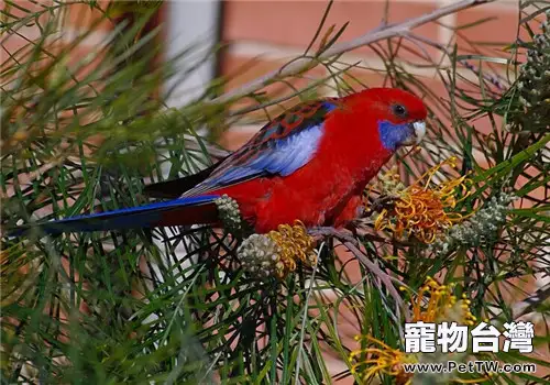 深紅玫瑰鸚鵡的飼養知識