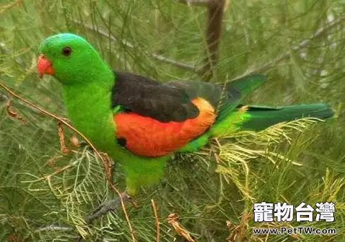 雙眼無花果鸚鵡的形態特徵(1圖)-寵物台灣