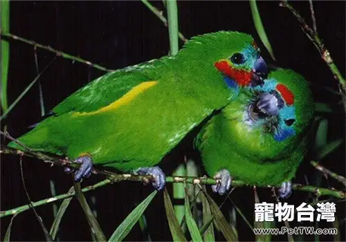 雙眼無花果鸚鵡對生活環境的要求(1圖)-寵物台灣