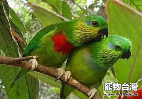 雙眼無花果鸚鵡的飼養知識