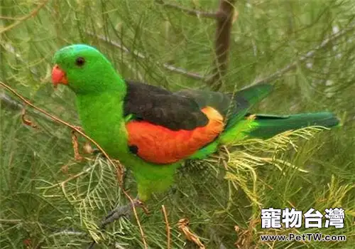 雙眼無花果鸚鵡的餵食要點