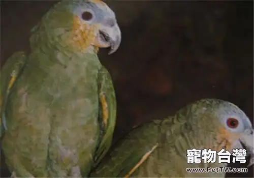 聖文生亞馬遜鸚鵡的品種簡介