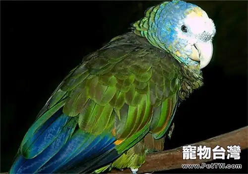聖文生亞馬遜鸚鵡的形態特徵(1圖)-寵物台灣