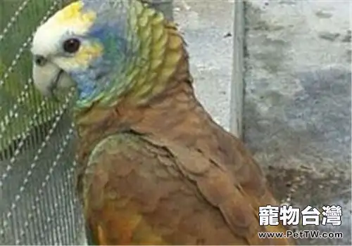 聖文生亞馬遜鸚鵡對生活環境的要求(1圖)-寵物台灣