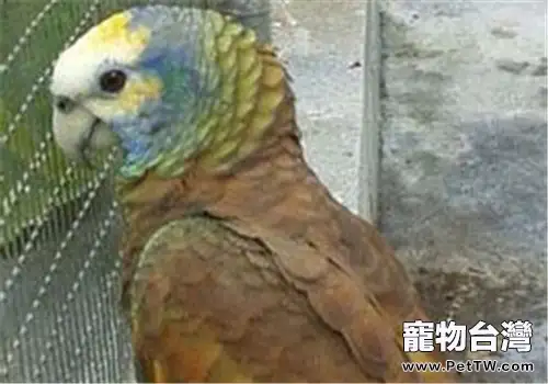 聖文生亞馬遜鸚鵡的飼養知識(1圖)-寵物台灣