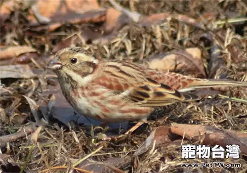 三道眉草鳥的品種簡介(1圖)-寵物台灣