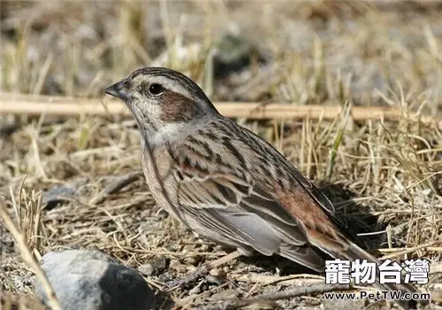 三道眉草鳥的形態特徵