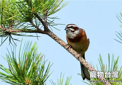 三道眉草鳥對生活環境的要求(1圖)-寵物台灣