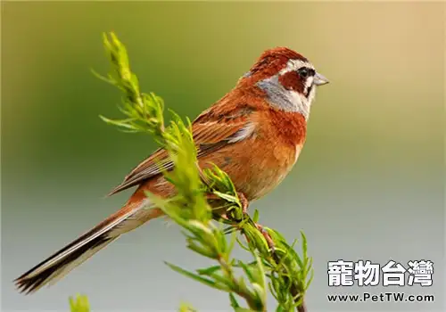 三道眉草鳥的飼養知識(1圖)-寵物台灣
