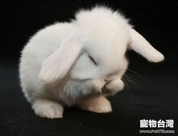兔子為什麼會舔屁股