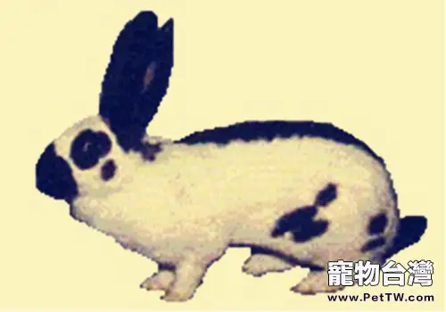 巨型格仔兔的外觀特徵