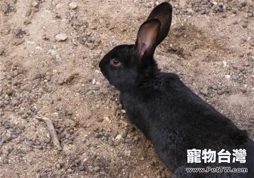 蓮山黑兔的外形特徵