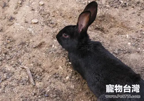 蓮山黑兔的外形特徵(1圖)-寵物台灣