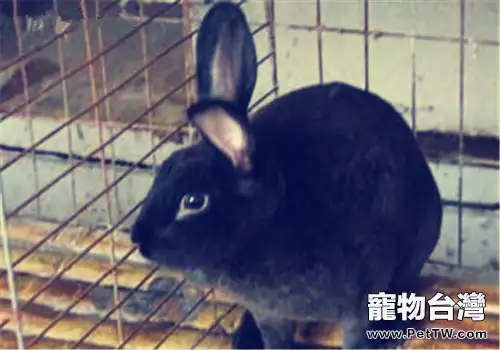 蓮山黑兔的飼養環境佈置(1圖)-寵物台灣