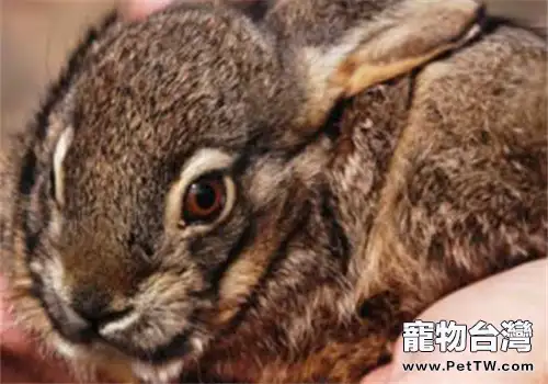 琉球兔的護理知識