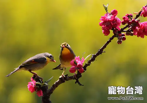 相思鳥品種簡介