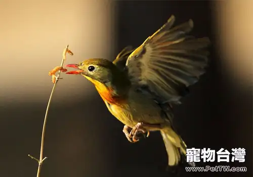 相思鳥形態特徵