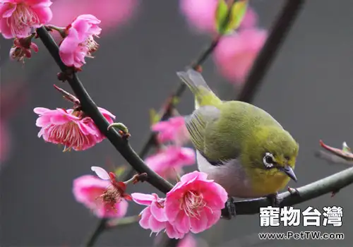 暗綠繡眼鳥品種簡介(1圖)-寵物台灣
