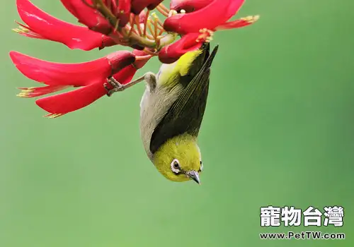 暗綠繡眼鳥形態特徵