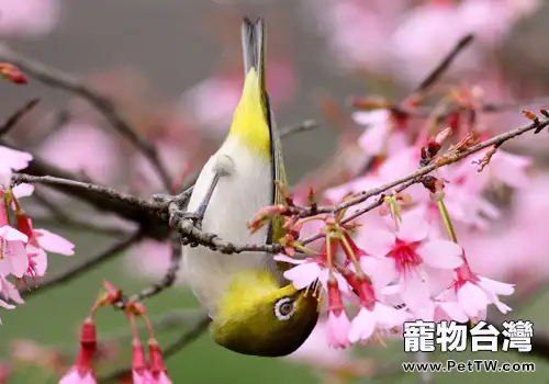 暗綠繡眼鳥的護理要點