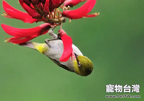 暗綠繡眼鳥的飼養