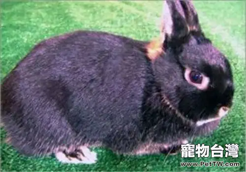 磨光兔的品種簡介(1圖)-寵物台灣