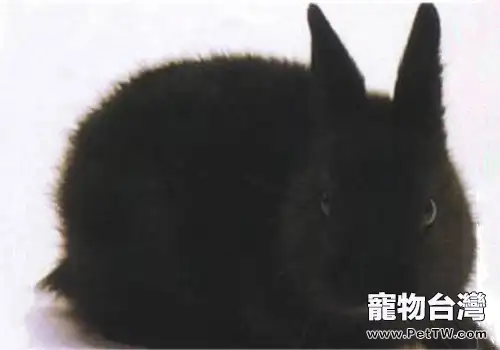 磨光兔的生活環境(1圖)-寵物台灣