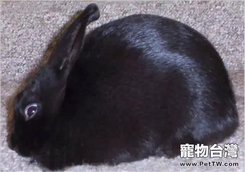磨光兔吃什麼比較好?(1圖)-寵物台灣